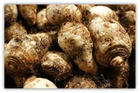 芋頭成熟期 芋頭成熟期