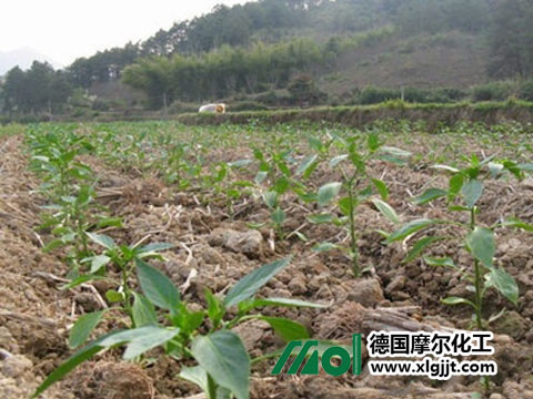 蔬菜葉面肥施用過量解決辦法 蔬菜葉面肥施用過量解決辦法