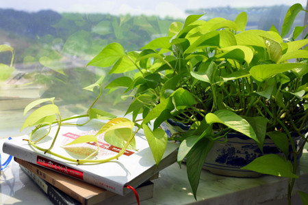 綠蘿用什么葉面肥 綠蘿用什么葉面肥