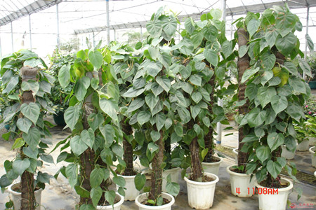 綠蘿葉面肥施用技巧 綠蘿葉面肥施用技巧