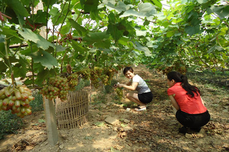 葉面肥在葡萄上怎么用 葉面肥在葡萄上怎么用