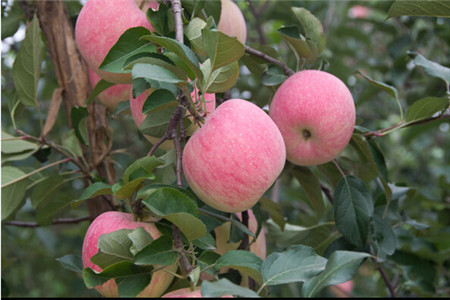 果樹葉面肥哪種效果較好 果樹葉面肥哪種效果較好