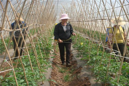 葉面肥什么時候用較好 葉面肥什么時候用較好