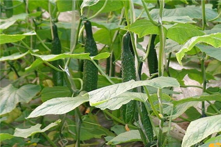 黃瓜專用葉面肥種類及效果 黃瓜專用葉面肥種類及效果