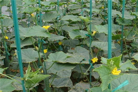 黃瓜葉面肥怎么用 黃瓜葉面肥怎么用