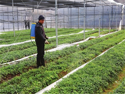 葉面肥用法注意 葉面肥用法注意