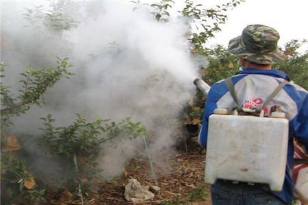 果樹葉面肥介紹 果樹葉面肥介紹