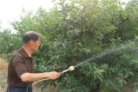 果樹噴施葉面肥 果樹噴施葉面肥