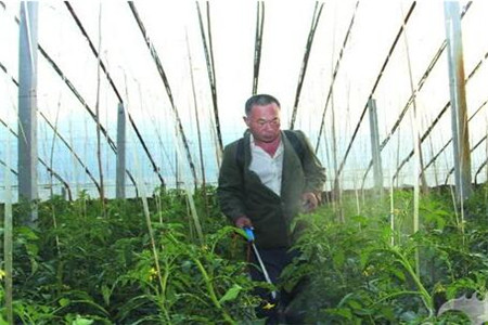 西紅柿葉面肥 西紅柿葉面肥