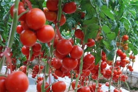 西紅柿葉面肥使用技巧 西紅柿葉面肥使用技巧