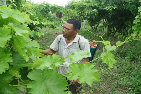葡萄葉面肥 葡萄葉面肥