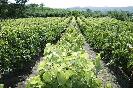 葡萄需肥高峰期 葡萄需肥高峰期