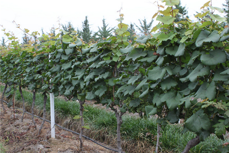 葡萄專(zhuān)用葉面肥使用劑量 葡萄專(zhuān)用葉面肥使用劑量