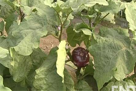 茄子個頭長不大出現畸形果 茄子個頭長不大出現畸形果