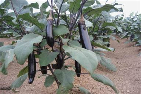 茄子追肥方法 茄子追肥方法