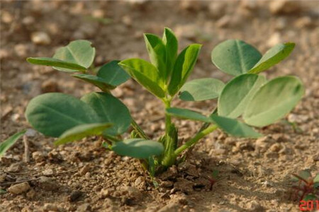 花生葉面肥什么好 花生葉面肥什么好