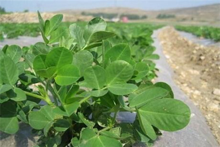 花生葉面肥噴施時間 花生葉面肥噴施時間