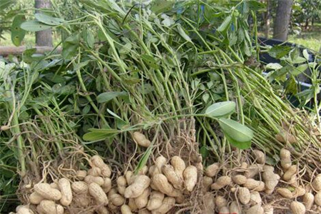 花生葉面肥噴施次數(shù) 花生葉面肥噴施次數(shù)