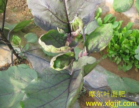 茄子噴葉面肥后葉子卷原因 茄子噴葉面肥后葉子卷原因