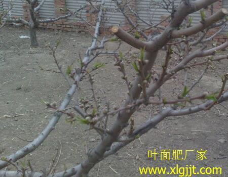 春天果樹葉面肥選擇 春天果樹葉面肥選擇