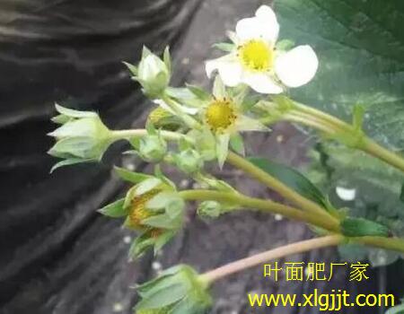 草莓花期不打葉面肥 草莓花期不打葉面肥