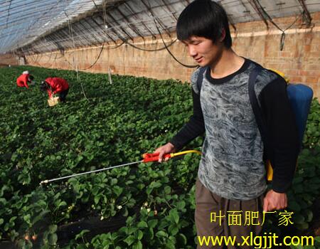草莓噴葉面肥時(shí)間要求 草莓噴葉面肥時(shí)間要求