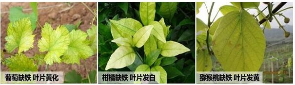 作物缺鐵癥狀 作物缺鐵癥狀