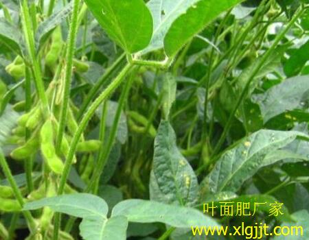 毛豆葉面肥噴施時(shí)間 毛豆葉面肥噴施時(shí)間