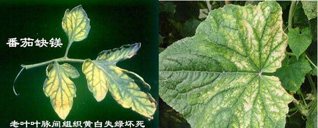 常見(jiàn)作物缺鎂癥狀 常見(jiàn)作物缺鎂癥狀