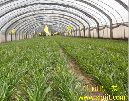 韭菜葉面肥噴法 韭菜葉面肥噴法
