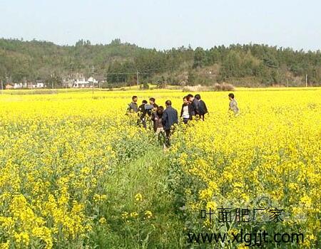 油菜追肥防護(hù) 油菜追肥防護(hù)