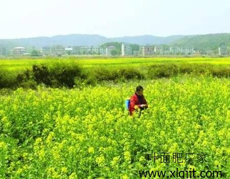 油菜葉面肥噴法 油菜葉面肥噴法