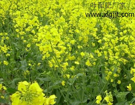 油菜噴施葉面肥效果 油菜噴施葉面肥效果