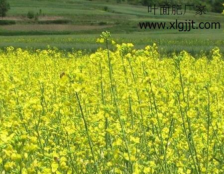 油菜專用葉面肥用量用法 油菜專用葉面肥用量用法