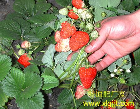 草莓專用葉面肥選擇 草莓專用葉面肥選擇