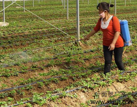 草莓使用方法 草莓使用方法