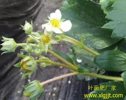 草莓花前期能噴葉面肥 草莓花前期能噴葉面肥