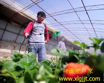 草莓葉面肥好壞辨別 草莓葉面肥好壞辨別