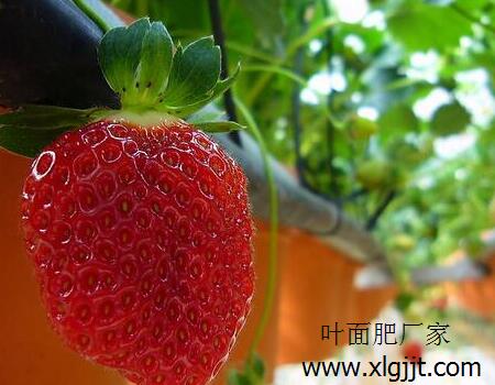 草莓葉面肥選擇 草莓葉面肥選擇