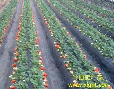 草莓不上色原因 草莓不上色原因