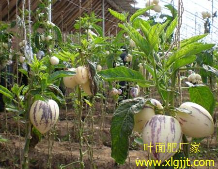 人參果葉面肥選擇 人參果葉面肥選擇