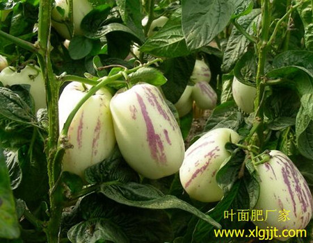 人參果葉面肥噴法 人參果葉面肥噴法