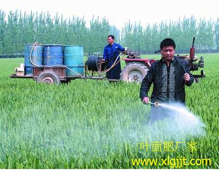 小麥葉面肥用量 小麥葉面肥用量