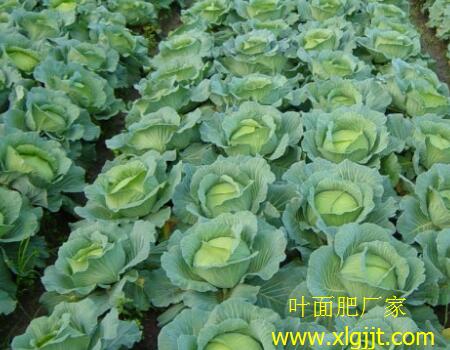 甘藍(lán)葉面肥選擇與噴施 甘藍(lán)葉面肥選擇與噴施