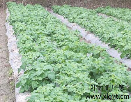 土豆苗期 土豆苗期