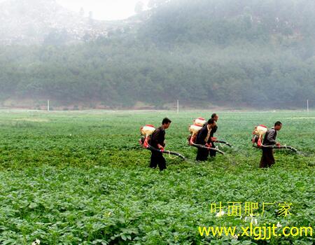 馬鈴薯噴施葉面肥 馬鈴薯噴施葉面肥