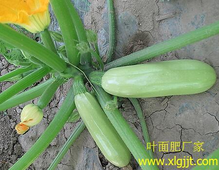 西葫蘆葉面肥選擇標準 西葫蘆葉面肥選擇標準