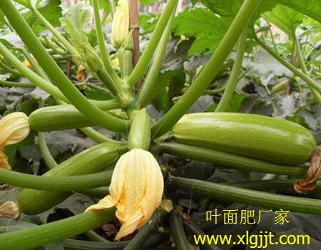 葉面肥噴施時間 葉面肥噴施時間