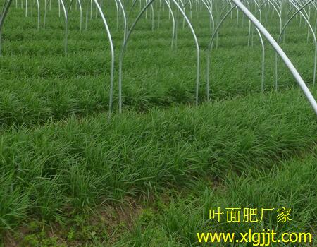 韭菜葉面肥選擇 韭菜葉面肥選擇