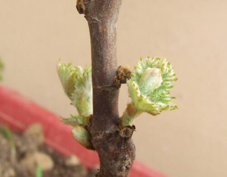 葡萄發(fā)芽期追肥選擇 葡萄發(fā)芽期追肥選擇